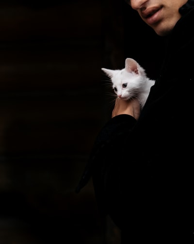 黑布上的白猫